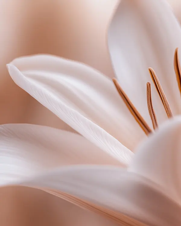 FLOWER 0040 - PRINT.jpeg